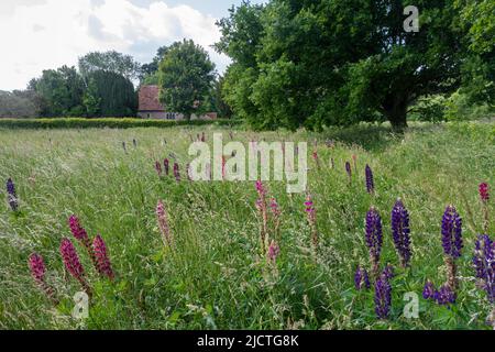 Lupini fioriti in prato accanto alla Chiesa di San Pietro, Terwick, West Sussex, Inghilterra, Regno Unito, Nel South Downs National Park Foto Stock