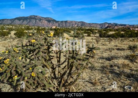 Cactus (Cylindropuntia versicolor) Prickly cylindropuntia con frutti gialli con semi. New Mexico, USA Foto Stock