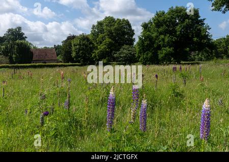 Lupini fioriti in prato accanto alla Chiesa di San Pietro, Terwick, West Sussex, Inghilterra, Regno Unito, Nel South Downs National Park Foto Stock