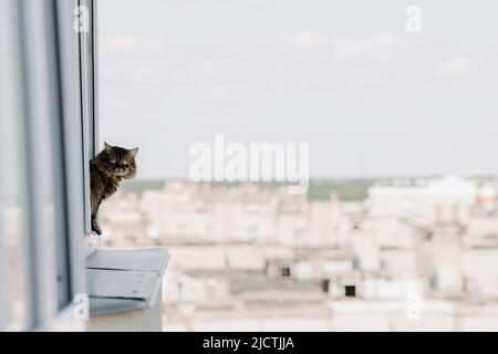 Il gatto guarda fuori dalla finestra in un alto edificio. Inserire il testo. Foto di alta qualità Foto Stock