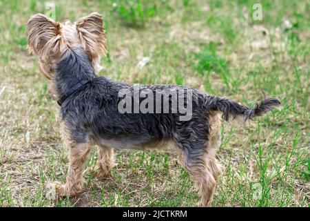 Uno Yorkshire Terrier si erge con la sua schiena alla macchina fotografica nel basso erba primaverile accanto ai fiori. Divertente cucciolo di Yorkie piccolo in foto ora d'oro. Foto Stock