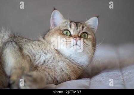 Green - occhio British Shortair Golden Chinchilla NY25 Foto Stock