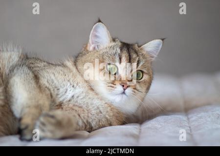 Green - occhio British Shortair Golden Chinchilla NY25 Foto Stock