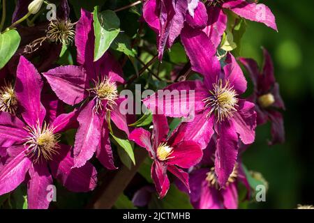 Violett farbene Clematis, Waldrebe Blüten wachsen an einem Holzbogen Foto Stock