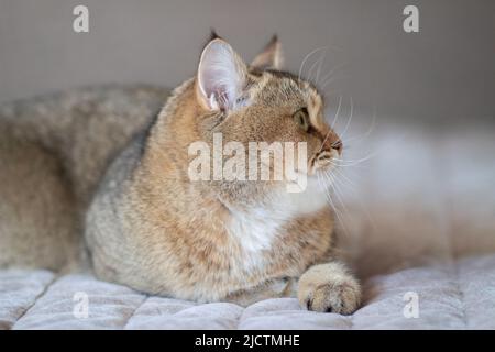Green - occhio British Shortair Golden Chinchilla NY25 Foto Stock