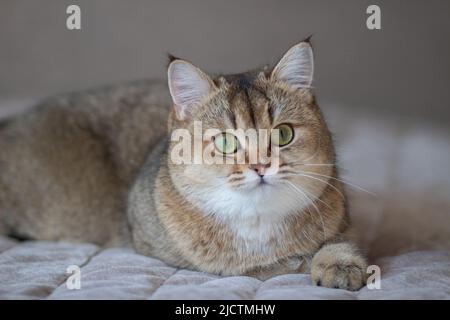 Green - occhio British Shortair Golden Chinchilla NY25 Foto Stock