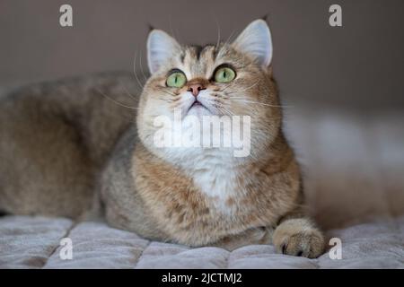 Green - occhio British Shortair Golden Chinchilla NY25 Foto Stock