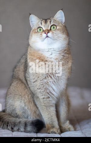 Green - occhio British Shortair Golden Chinchilla NY25 Foto Stock