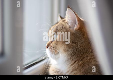 Green - occhio British Shortair Golden Chinchilla NY25 Foto Stock