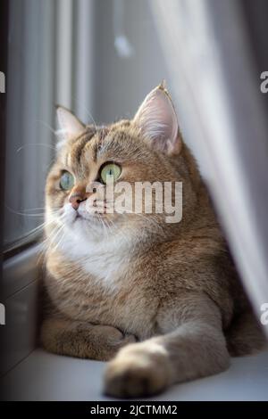 Green - occhio British Shortair Golden Chinchilla NY25 Foto Stock
