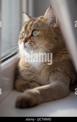 Green - occhio British Shortair Golden Chinchilla NY25 Foto Stock