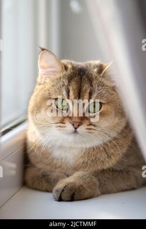 Green - occhio British Shortair Golden Chinchilla NY25 Foto Stock