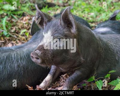 Primo piano di un maialino grigio/nero (forse un Berkshire) a Dorset, Regno Unito. Foto Stock