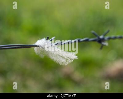 Primo piano di lana di pecore che si aggrappa ai barbi su una lunghezza di filo spinato su una recinzione in Dorset, Regno Unito. Foto Stock