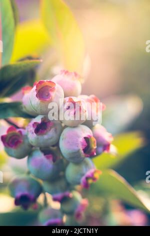 giovani mirtilli che crescono al sole. Foto di alta qualità Foto Stock