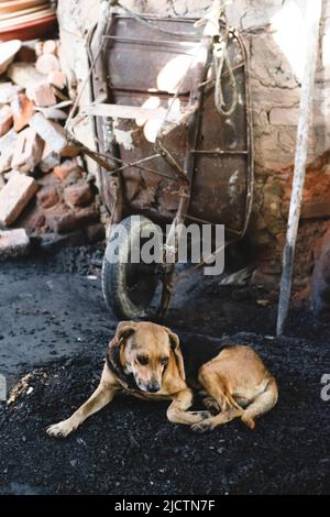 Il cane che dorme giace sul pavimento di una ceramica da costruzione. Maragogipinho, città di Aratuipe a Bahia, Brasile. Foto Stock