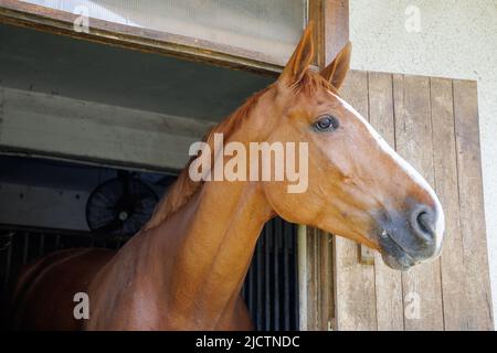 Un cavallo marrone brillante con una criniera corta e scura lucida fa fuoriuscire la testa dalla finestra e si erge in una stalla sportiva e professionale Foto Stock