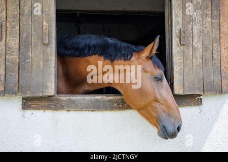 Un cavallo marrone brillante con una criniera corta e scura lucida fa fuoriuscire la testa dalla finestra e si erge in una stalla sportiva e professionale Foto Stock