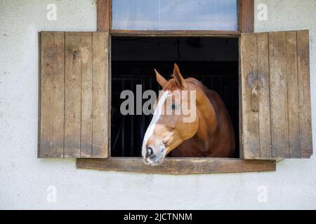 Un cavallo marrone brillante con una criniera corta e scura lucida fa fuoriuscire la testa dalla finestra e si erge in una stalla sportiva e professionale Foto Stock