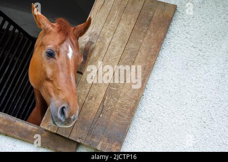 Un cavallo marrone brillante con una criniera corta e scura lucida fa fuoriuscire la testa dalla finestra e si erge in una stalla sportiva e professionale Foto Stock