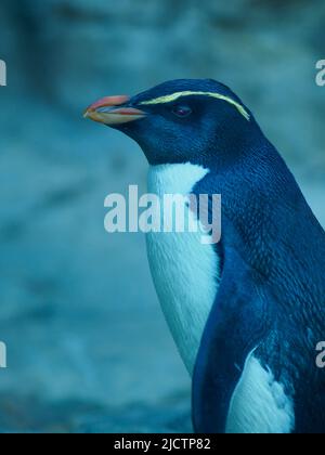 Meraviglioso pinguino carismatico Fiordland in bellezza naturale. Foto Stock