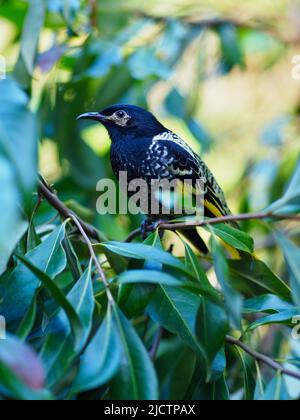 Velluto grazioso Honeyeater Regent con occhi acuti e piumaggio impeccabile. Foto Stock