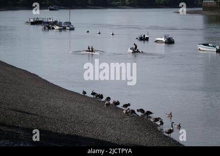 River Thames, Putney, Londra, Regno Unito Foto Stock