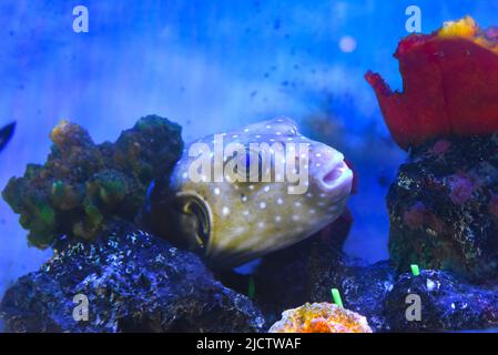 Pesce soffer bianco macchiato in un acquario da vicino Foto Stock