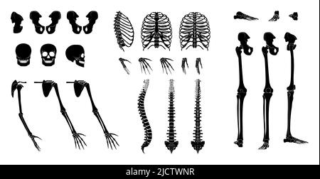 Set di Skeleton silhouette parti del corpo umano - mani, gambe, cassettoni, teste, vertebre, bacino, parte posteriore anteriore, vista laterale. Concetto di colore nero piatto immagine vettoriale dell'anatomia isolata su sfondo bianco Illustrazione Vettoriale
