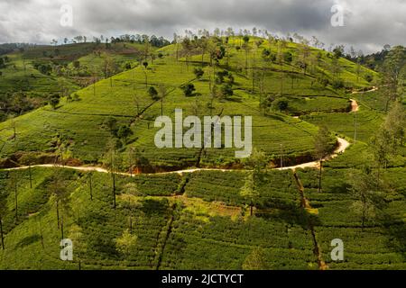Vista dall'alto delle piantagioni di tè sulle colline delle montagne. Paesaggio della tenuta del tè. Nuwara Eliya, Sri Lanka. Foto Stock