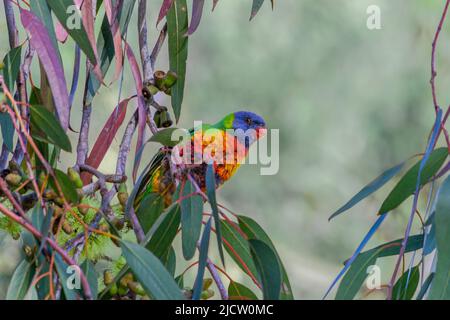 Un giovane e vibrante arcobaleno Lorikeet (Trichoglosso moluccanus) che si aggirano in un albero di eucalipto fiorito per nutrire il nettare Foto Stock