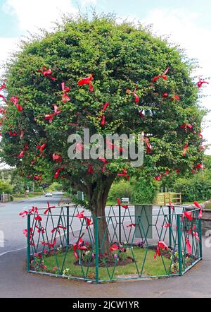 Chiesa di Santa Croce, e Dressed Thorn Tree per Bawming della cerimonia Thorn, Appleton Thorn, Warrington, Cheshire, Inghilterra, REGNO UNITO, WA4 4QU Foto Stock