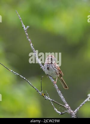 Un Sparrow di canzoni (Melospiza melodia) in un arbusto verde Foto Stock