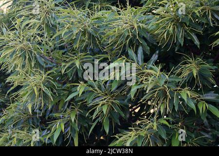 castanea sativa, castagno dolce catkins fuoco selettivo Foto Stock