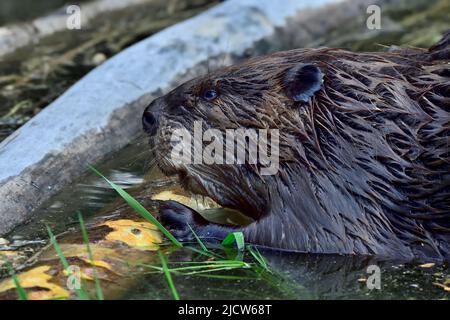 Un'immagine ravvicinata di un castore adulto 'Castor canadensis', che si nutriva di un pezzo di corteccia che masticava un albero di aspen Foto Stock