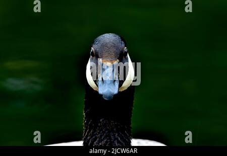 Un'immagine ritratto di un'oca canadese selvaggia 'Branta canadensis', adagiata su un lago nella campagna Alberta Canada. Foto Stock