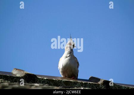 Un Pigeon Australiano crestato (Ocyphaps lophotes) arroccato su una roccia a Sydney, NSW, Australia (Foto di Tara Chand Malhotra) Foto Stock