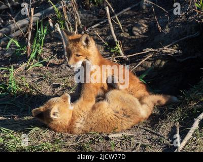 Rosso Kit Fox giocando Foto Stock