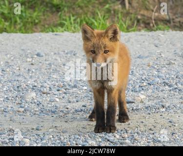 Red Fox Kit in piedi nella strada Alaska Foto Stock