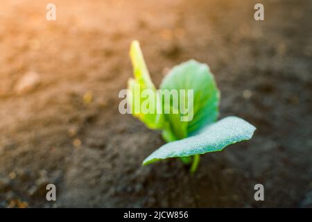 Le foglie giovani di cavolo bianco al mattino presto sono coperte di umidità nel letto del giardino Foto Stock