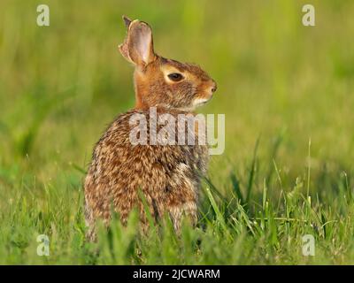 Un giovane coniglio di Cottontail orientale Foto Stock