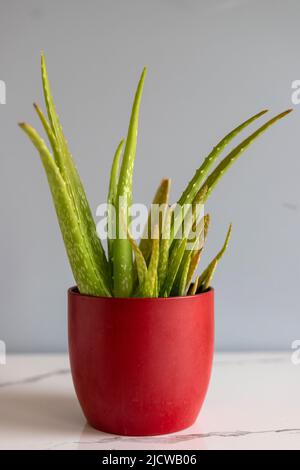 Pianta di Aloe vera in un flowerpot rosso con sfondo grigio della parete e spazio di copia Foto Stock