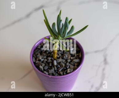 Vista ad angolo alto di senecio serpen succulenti in una pentola Foto Stock