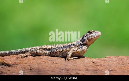 Lucertola spinosa del Texas (Sceloporus olivaceus) che si crogiola su una roccia nel giardino. Sfondo verde naturale con spazio di copia. Foto Stock