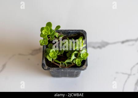 Soleirolia soleiroli bambino lacrime pianta in pentola piccola Foto Stock