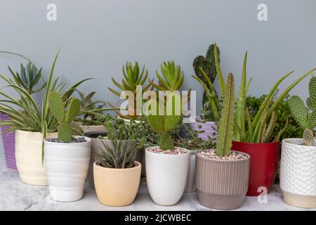 Cactus e succulenti piante in vaso ripiano bianco su sfondo grigio parete Foto Stock