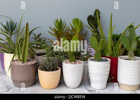 Raccolta di succulenti e pianta di cactus in vaso su un tavolo Foto Stock