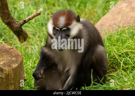 Un giovane mangabey coronato di ciliegia (Cercocebus torquatus) che gioca in erba Foto Stock