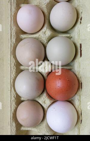 Araucana, uova marroni e bianche in confezione. Scatto in testa Foto Stock