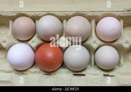 Araucana, uova marroni e bianche in confezione. Scatto in testa Foto Stock